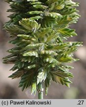 Rostraria cristata (rostraria grzebieniasta)