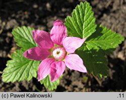 Rubus arcticus (malina arktyczna)