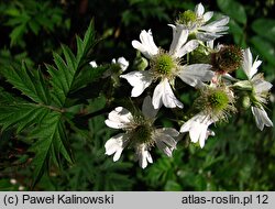 Rubus laciniatus (jeÅ¼yna wcinanolistna)