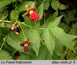 Rubus xanthocarpus (jeżyna żółtoowockowa)