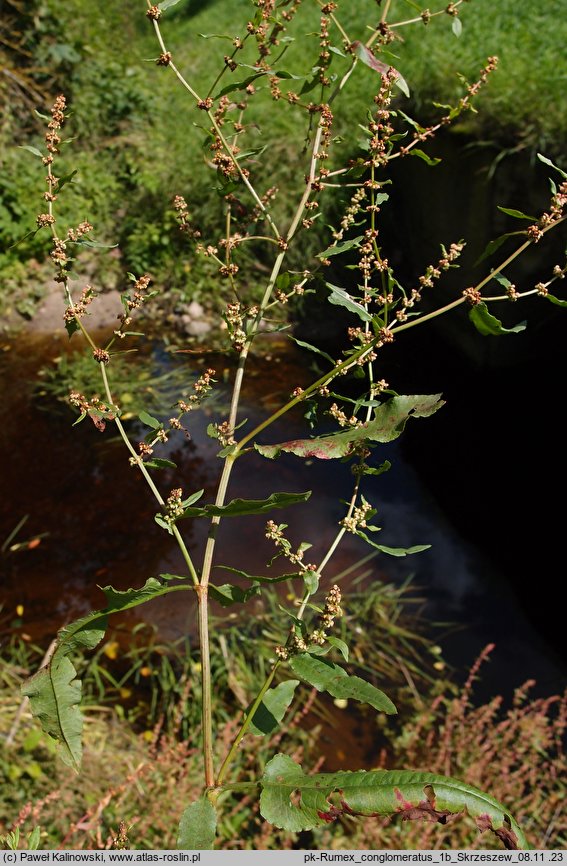 Rumex conglomeratus (szczaw skupiony)