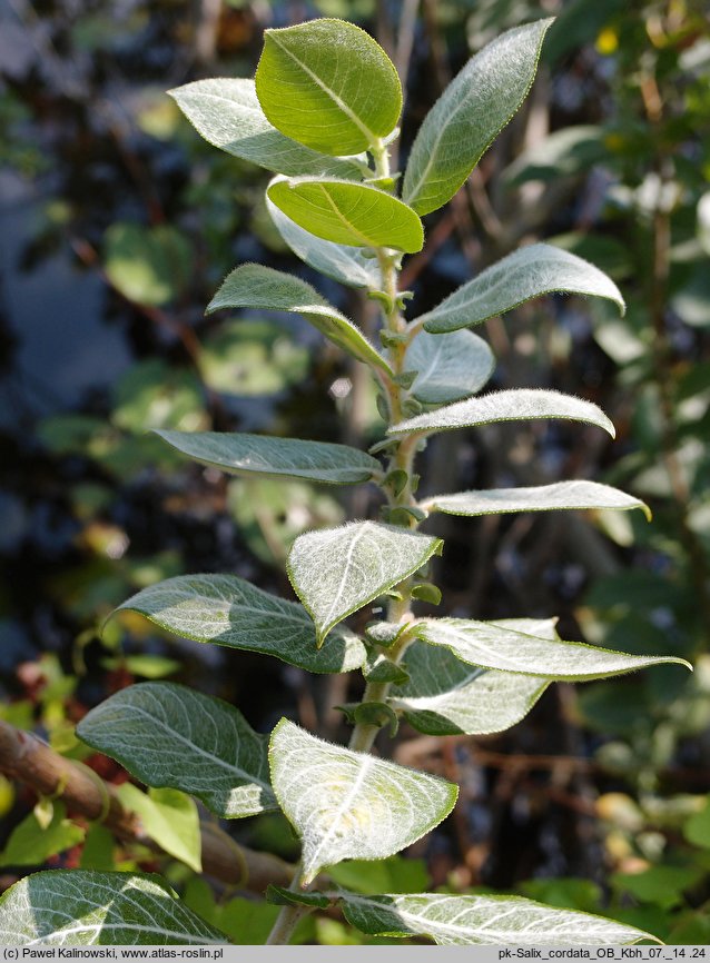 Salix cordata (wierzba gęstolistna)