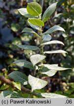 Salix cordata (wierzba gęstolistna)