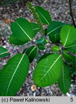 Salix magnifica (wierzba wspaniała)