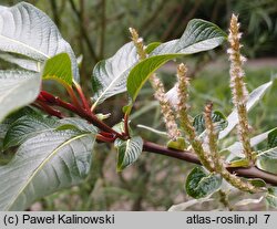 Salix moupinensis (wierzba mupińska)