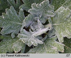 Salvia argentea (szaÅ‚wia srebrzysta)