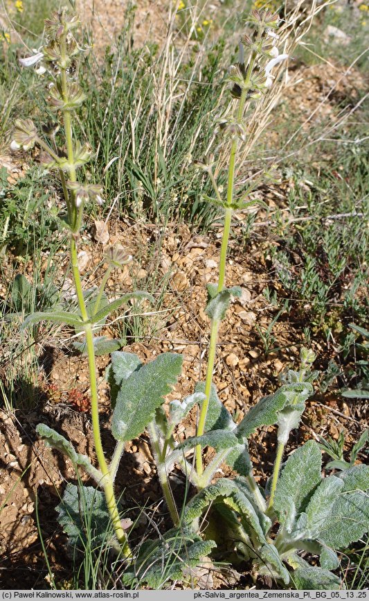 Salvia argentea (szałwia srebrzysta)