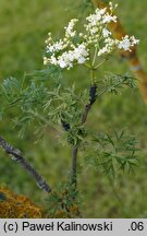 Sambucus nigra ‘Laciniata’