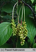 Schisandra chinensis (cytryniec chiński)