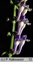 Scutellaria altissima (tarczyca wyniosÅ‚a)