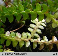 Selaginella helvetica (widliczka szwajcarska)