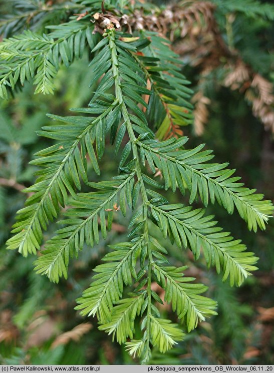 Sequoia sempervirens (sekwoja wieczniezielona)