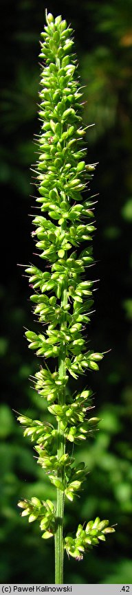 Setaria verticillata (włośnica okółkowa)