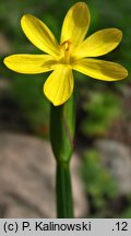 Sisyrinchium californicum (miecznica kalifornijska)