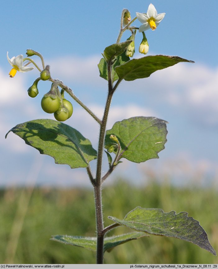 Solanum nigrum ssp. schultesii