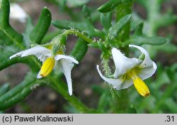 Solanum triflorum (psianka trzykwiatowa)