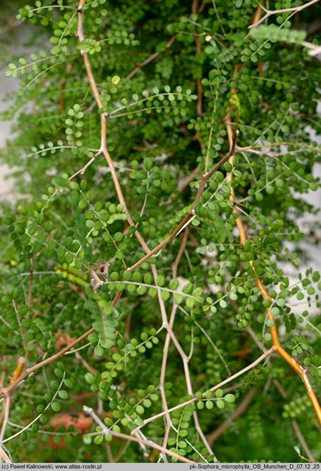 Sophora microphylla (sofora drobnolistna)
