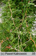 Sophora microphylla (sofora drobnolistna)