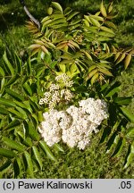 Sorbus commixta (jarząb dalekowschodni)