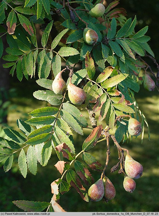 Sorbus domestica (jarząb domowy)