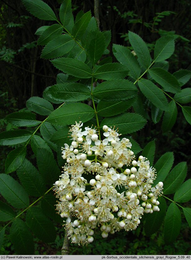 Sorbus occidentalis