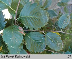 Hedlundia pekarovae (jarząb Pekarova)