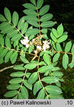 Sorbus sambucifolia (jarząb bzolistny)