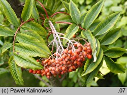 Sorbus wilsoniana (jarząb Wilsona)