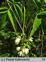 Staphylea colchica (kłokoczka kaukaska)