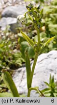 Swertia longifolia