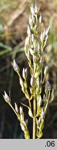 Swertia perennis ssp. perennis (niebielistka trwała typowa)