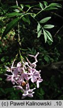 Syringa pinnatifolia (lilak pierzasty)