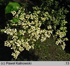 Syringa reticulata ssp. amurensis (lilak amurski)