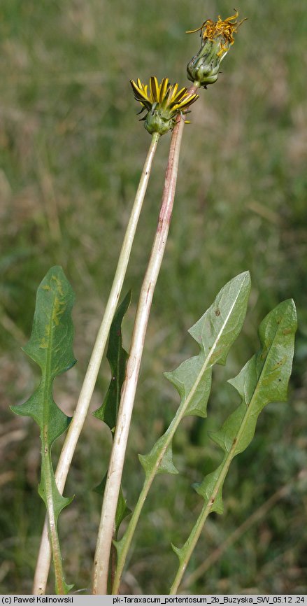 Taraxacum portentosum (mniszek niezwykły)