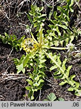 Taraxacum undulatum (mniszek kędzierzawy)
