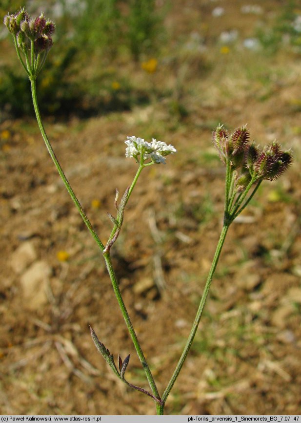 Torilis arvensis (kłobuczka polna)