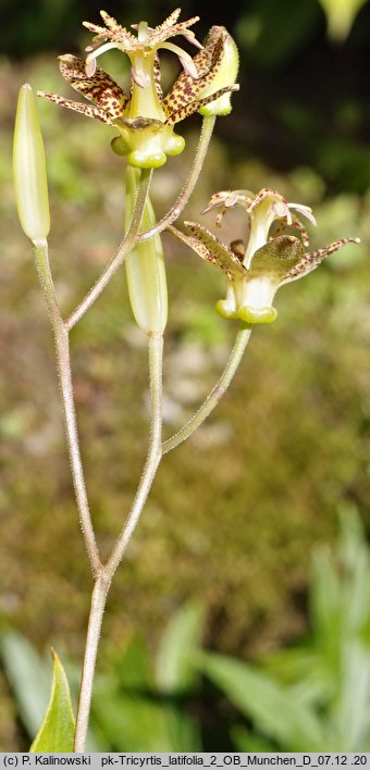 Tricyrtis latifolia (trójsklepka szerokolistna)