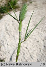 Trifolium angustifolium (koniczyna wÄ…skolistna)