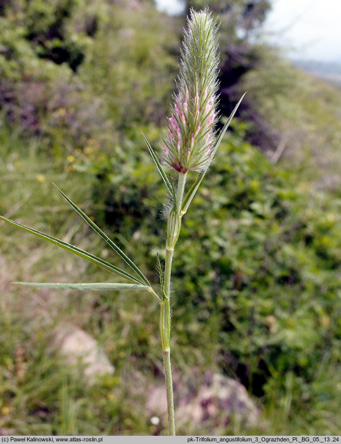 Trifolium angustifolium (koniczyna wąskolistna)