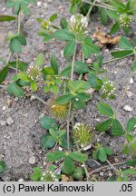 Trifolium lappaceum (koniczyna łopianowata)