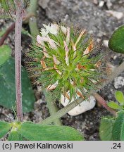 Trifolium lappaceum (koniczyna Å‚opianowata)