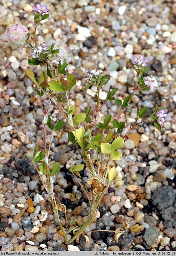 Trifolium tomentosum (koniczyna kutnerowata)