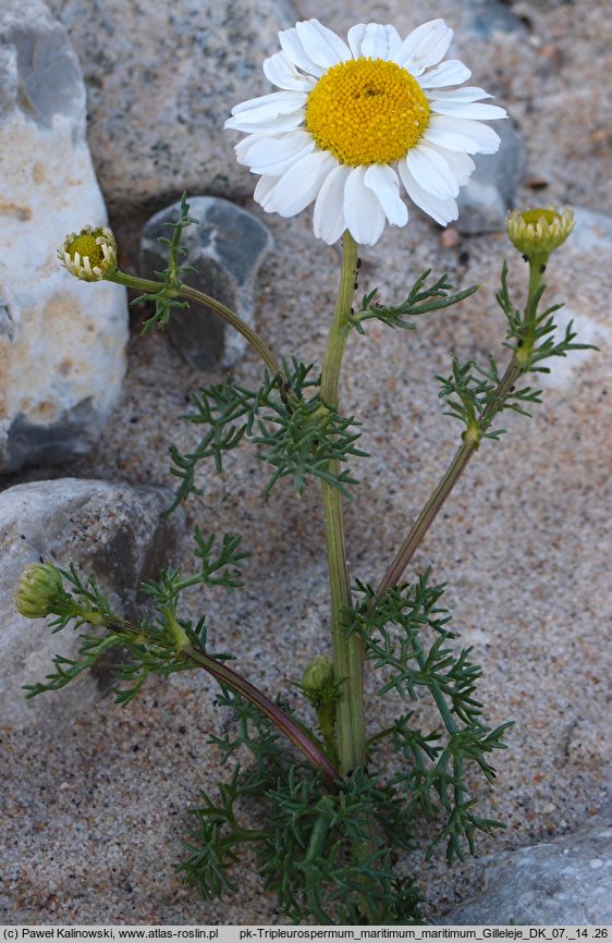 Matricaria maritima ssp. maritima (maruna nadmorska)