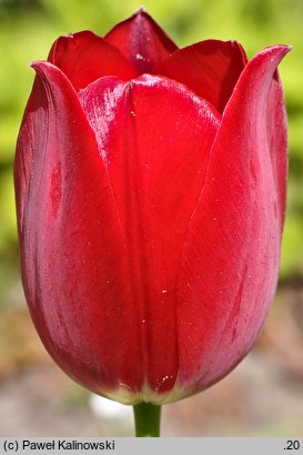 Tulipa aximiensis