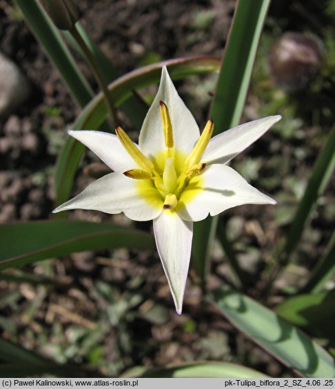 Tulipa biflora (tulipan dwukwiatowy)