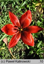 Tulipa hageri Splendens