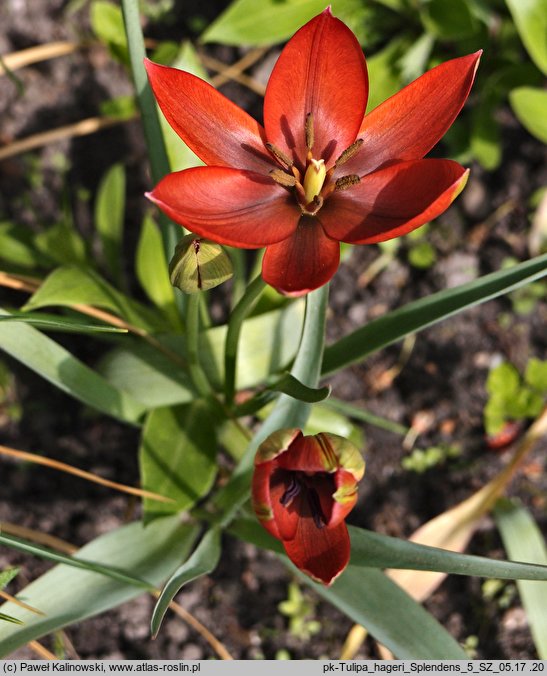 Tulipa hageri Splendens