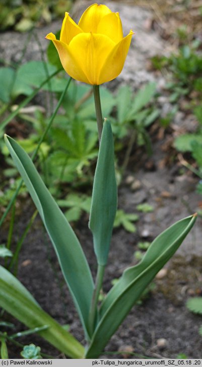 Tulipa hungarica var. urumoffii