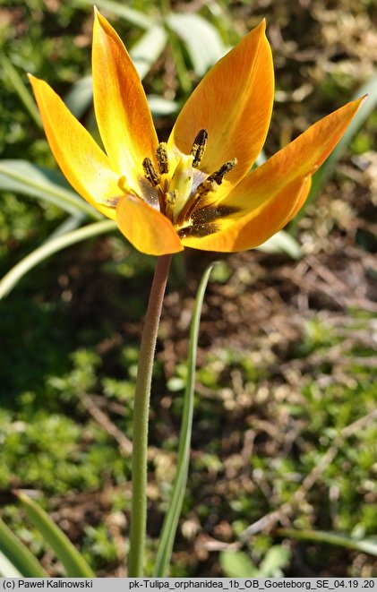 Tulipa orphanidea ssp. orphanidea