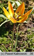 Tulipa orphanidea ssp. orphanidea